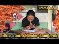 Download Lagu tikus kantor bumbu daun jeruk