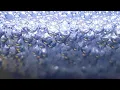 Betta Fish Eggs When and How They Hatch Daily Update