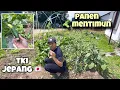 Download Lagu PANEN TIMUN DI KEBUN DEPAN RUMAH TKI JEPANG ‼️ bajidot