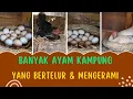 Download Lagu BANYAK AYAM KAMPUNG YANG BERTELUR \u0026 MENGERAMI 
