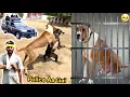 Lagu BULLY DOG BADSHAH KY PHADDY PY POLICE👮‍♀️ AA GAI 😱
