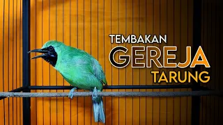 gereja tarung cucak ijo gacor full tembakan isian gereja