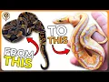 5 Sleeper Genes that will Enhance your Ball Python Collection