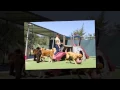 Dog And Cat Boarding - Briar Dene Kennels