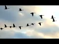 "Golden Autumn Pond" Beautiful Relaxing Music, Peaceful Soothing Instrumental Music by Tim Janis