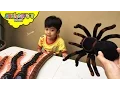 Download Lagu CREEPY SPIDER and Crawling Insect Kids Toys - Giant Scolopendra, Centipede, Snake, spider toys