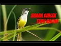 Download Lagu Suara masteran ciblek tebu gacor