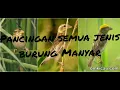 Download Lagu suara pemanggil semua jenis burung manyar