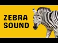 Zebra Sound Bray