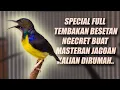 Lagu MUDAH MASUK \u0026 PASTI JADI MEWAH!! MASTERAN KOLIBRI MANGGAR KELAPA WICEH KORLAP JANTAN GACOR NEMBAK
