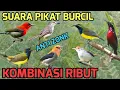 Download Lagu Suara Pikat Burung kecil Ribut Paling Ampuh 2025