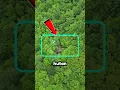 Download Lagu Bagaimana Cara Membangun Rumah di Tengah Hutan? #shorts