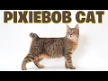 The Magnificent Pixiebob Cats Discover Their Enchanting Traits