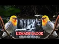 Download Lagu MASTERAN SUARA JERNIH BURUNG KEMADE GACOR