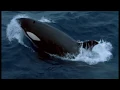 Download Lagu Rekaman suara paus ORCA dari dasar samudera lautan