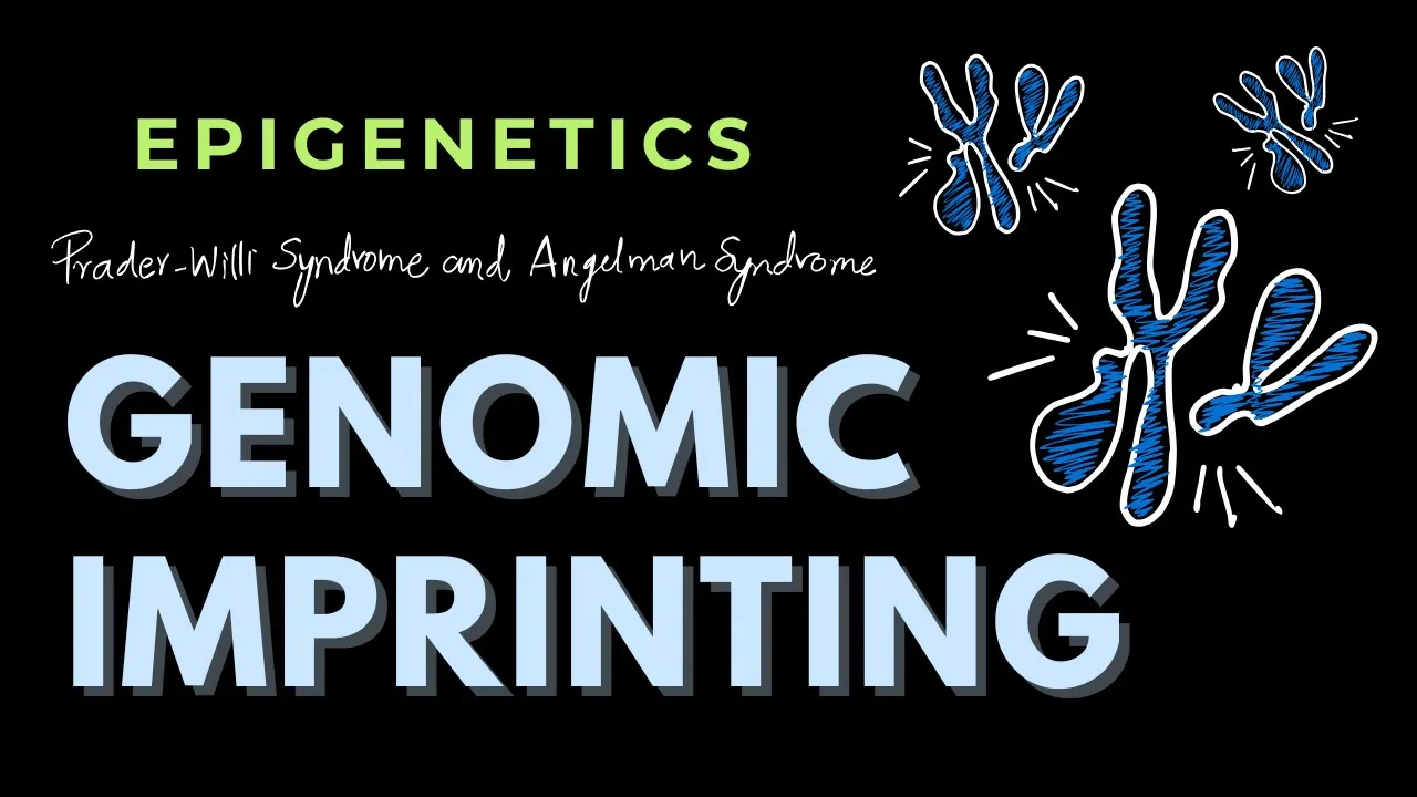 Prader-Willi Syndrome and Angelman Syndrome | Genomic Imprinting Part 3 | Epigenetics