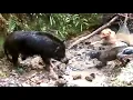 Download Lagu BABI VS ANJING PEMBURU||Pertarungan sengit babi hutan dengan anjing pemburu