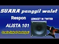 Download Lagu Audio walet original Respon Joss langsung inap Suara panggil ALiSTA 101