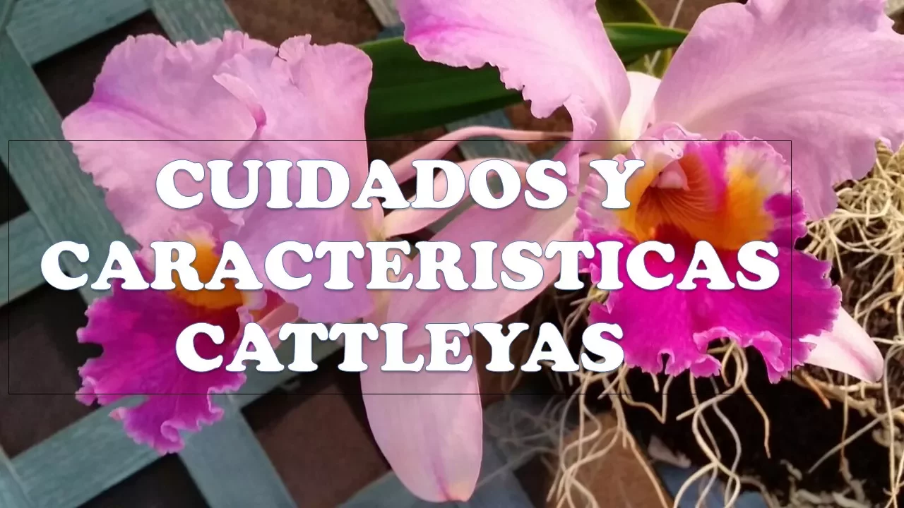 ORQUIDEAS CUIDADOS Y CARACTERISTICAS CATTLEYAS