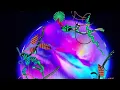 SOJA (featuring Slightly Stoopid)- "Jump" - (LIVE)