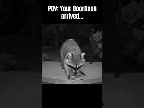 Unexpected Pizza Delivery 🍕🦝 #shorts #funny #animals