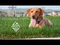 IT S PAW-FFICIAL - Ellis Dog Park Now Open