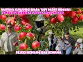 Download Lagu MASIH BISA MAKAN DAN PANEN APEL DI MUSIM GUGUR