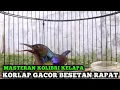 Download Lagu kolibri kelapa | manggar | wiceh | masteran kolibri kelapa korlap gacor besetan rapat