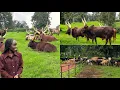 Download Lagu A DAY WITH THE MOST UNIQUE COWS IN AFRICA / INYAMBO COWS