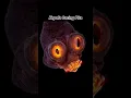 Download Lagu CACING PITA DAN RUMPUT JIKA DILIHAT DARI MIKROSKOP! #shorts #mikroskop #microscope