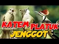 Lagu KOMBINASI MASTERAN !! kapas tembak - platuk bawang - cucak jenggot | tembakan super pedes