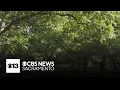 Walnut thefts persist in Yuba Sutter counties despite increase in patrols farmer says
