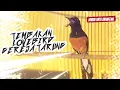 Download Lagu Murai batu NEMBAK Lovebird Gereja tarung masteran GACOR