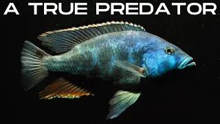 Download Nimbochromis Livingstonii - A Problematic Fish MP3