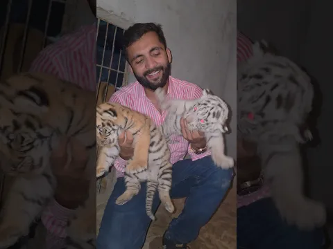 Series 194: Hungry tiger babies white and brown 🐆🐯