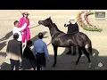 Download Lagu N 4 MAGEDA AL HESN   Al Marasem Rabab AH Championship 2025   Yearling Fillies   Section A Class 1A