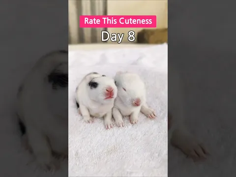 Rabbit Baby Growth - Gift From The Creator #cute #pets #animals