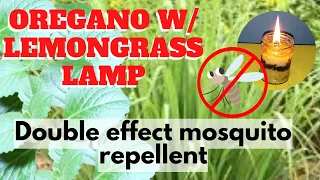 Download HOW TO MAKE OREGANO W/ LEMONGRASS OIL-  LAMP / DOUBLE EFFECT, The best mosquito repellent MP3