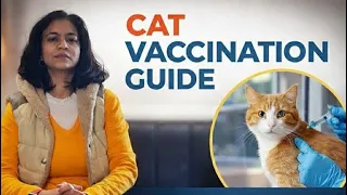 Cat Vaccination Guide Complete Schedule Safety Explained