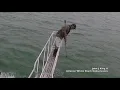 Download Lagu White shark surprise breach off Wellfleet, MA (7/30/18)