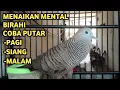 Perkutut Lokal Gacor Suara Super Kristal - Pancingan Malas Bunyi  (99%AMPUH BANGET)