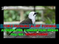Download Lagu Suara Pikat Burung Poksay Jambul Sumatra Durasi Panjang dan Bersih