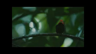 نداء الطيور   كيف تنادي الطيور اصوات زقزقه وتغريد عصافير دندنها