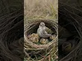 Lagu Tree Pipit Nest Hidden Among Meadow Grasses #pipit #birds #wildlife #birdnest #nature #animals