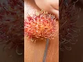 Download Lagu telor semut ada di buah rambutan
