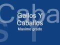 Gallos Y Caballos maximo grado
