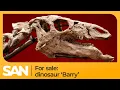 Barry the dinosaur up for sale despite scientists concerns