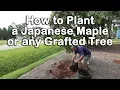 How to Plant a Japanese Maple How to Plant Grafted Trees