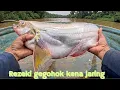 Download Lagu Rezeki gegohok kena jaring 6 inci 😄