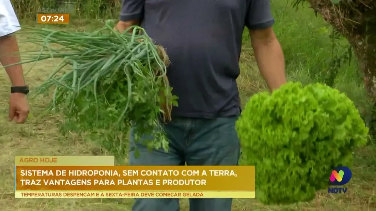 Sistema de hidroponia, sem contato com a terra, traz vantagens para plantas e produtor